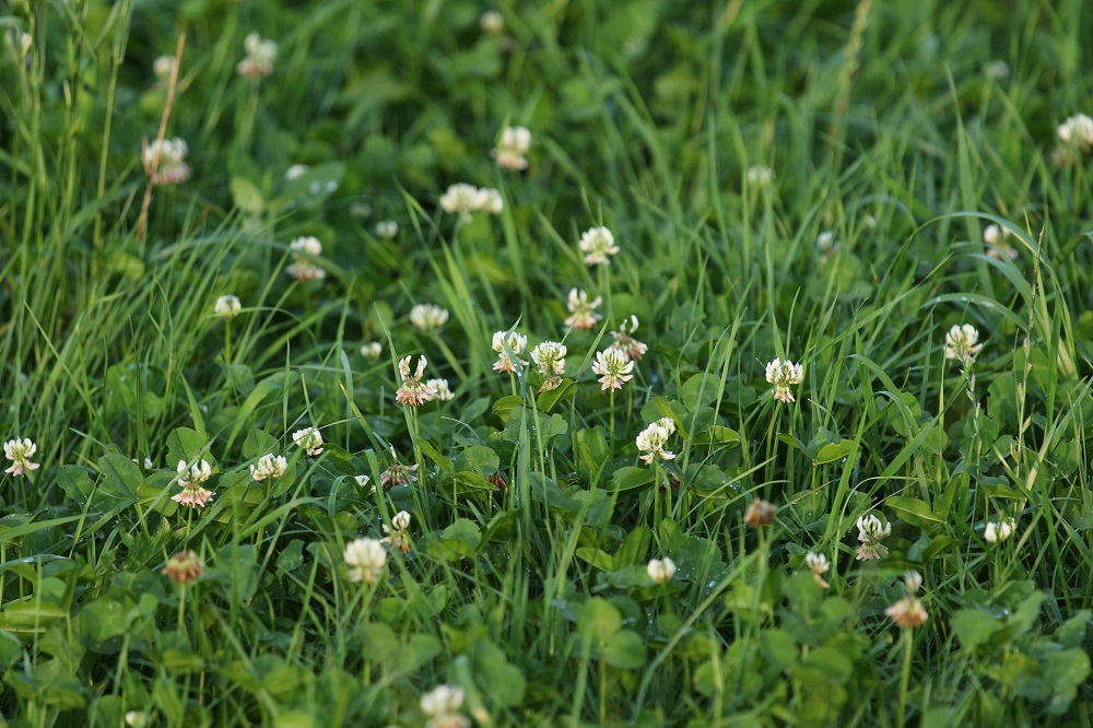 Rondscharrelen is geld verdienen graslandmanagement