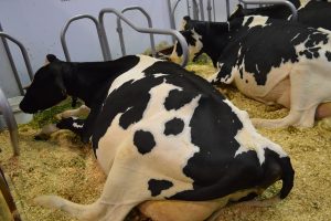 EK Holstein 2022 in Italië gaat niet door