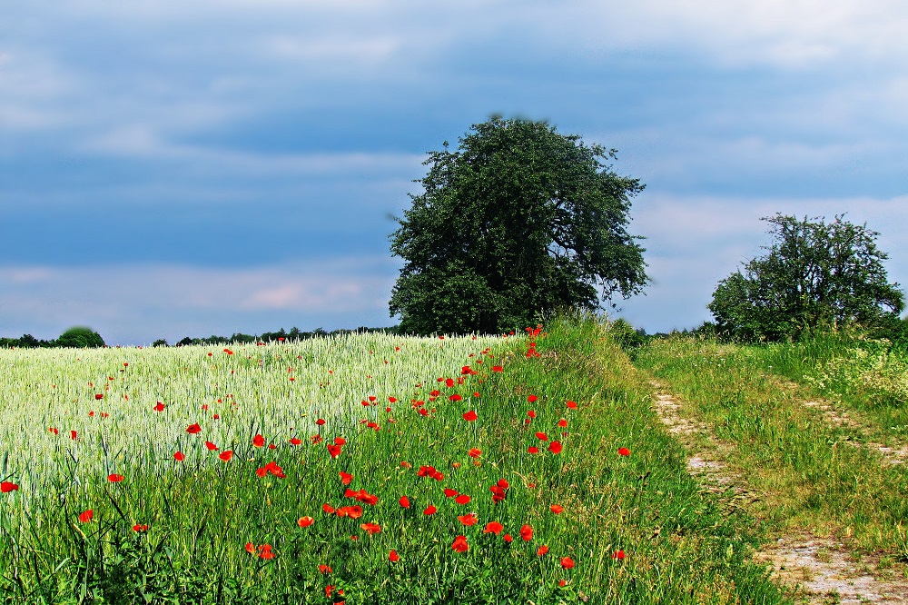 Landschapsgronden