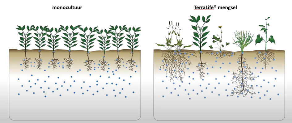 Portfolio DSV TerraLife® biologische groenbemestermengsels vernieuwd