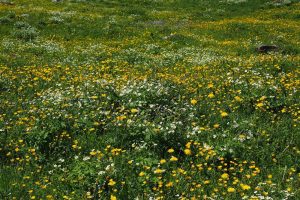 Eco-regeling: winterveldbonen, kruidenrijk gras en rietzwenk bij mais op klei