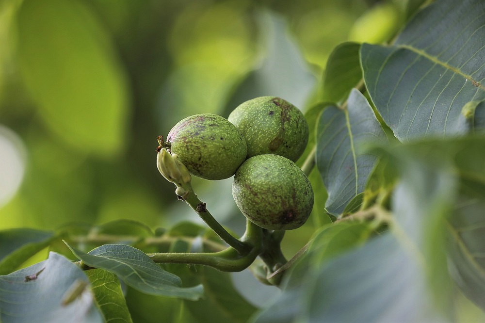 Excursie Verdienmodellen in agroforestry bij de Hanne Hoeve