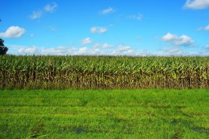 Gras en Maismanifestatie WUR op 8 september in Vredepeel