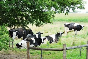 Agroforestry voor klimaatpositieve zuivel en biodiversiteit