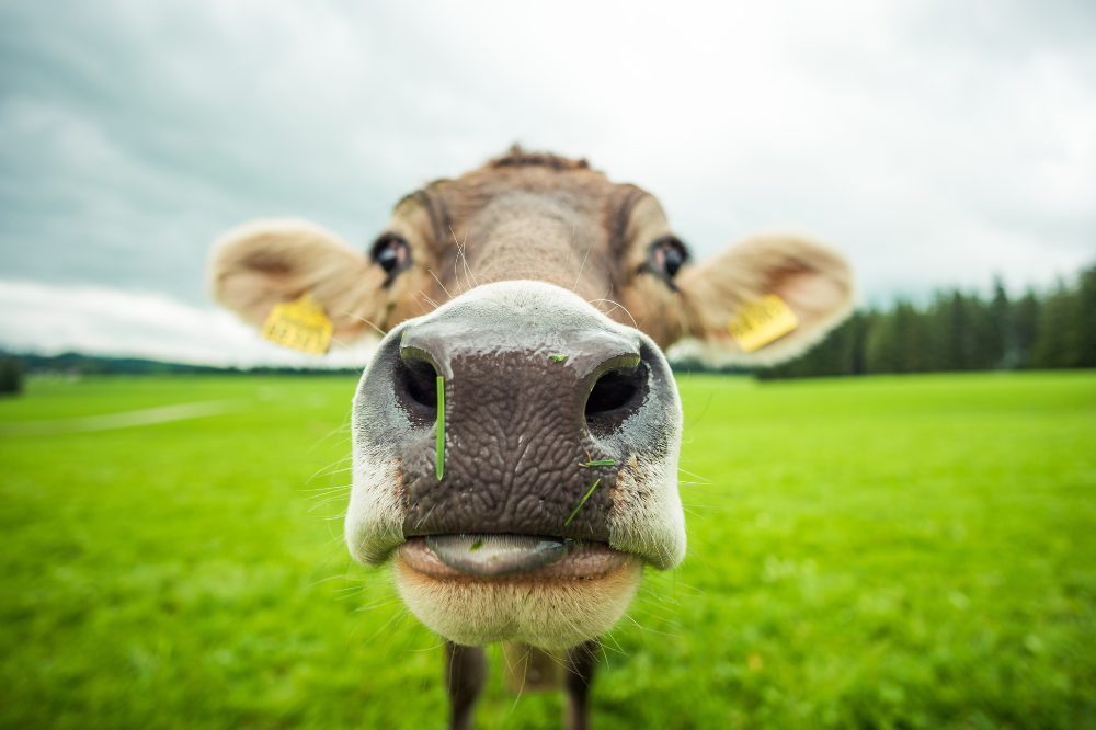 Beter boeren geeft impuls aan milieu, boer en dier