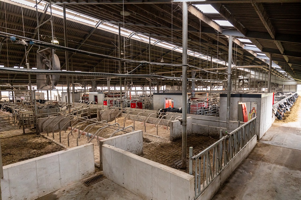 We besparen 15 arbeidsuren per dag enkel rondom het melken - Lely