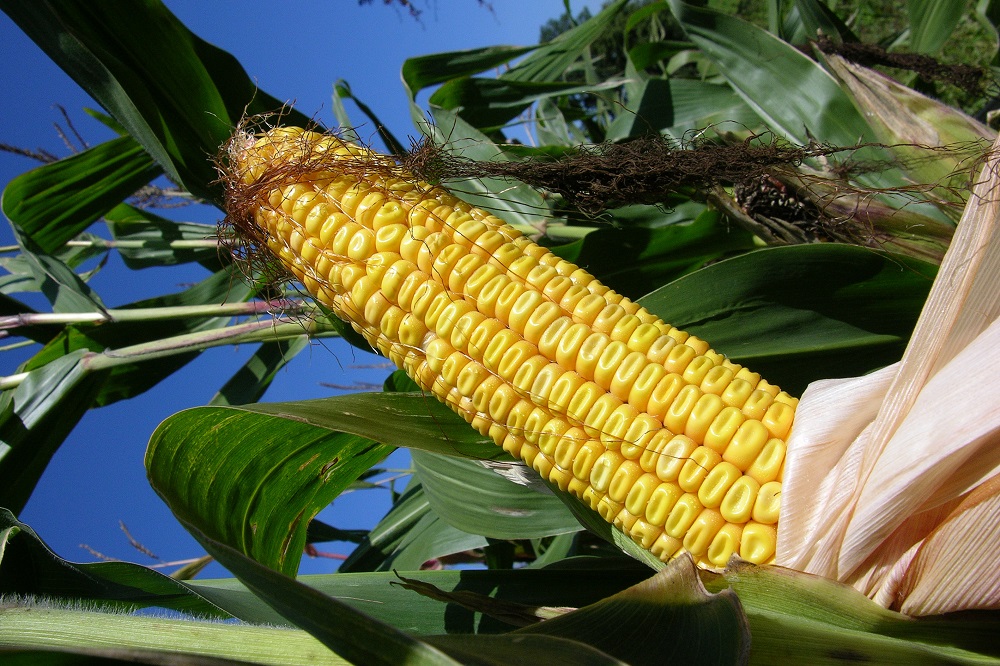 Identificatie belangrijke genen maisplant