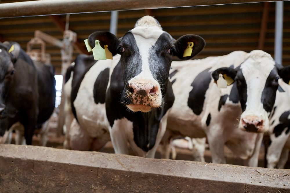 Open staldag 'Toekomstgerichte kringlooplandbouw' op 18 oktober