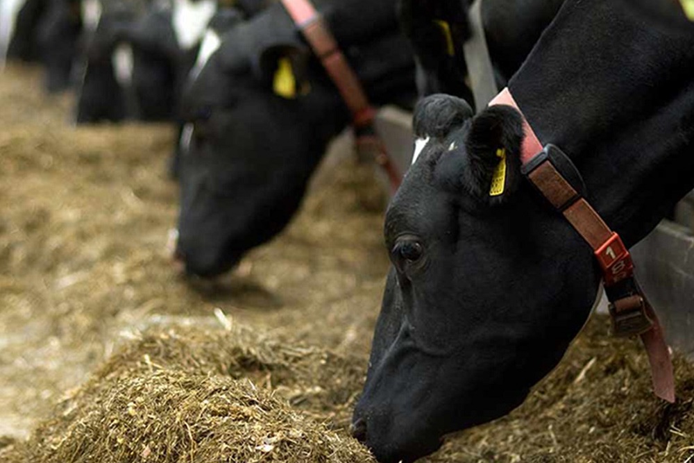 Zo voorkomt u ‘aankoop van mastitis’