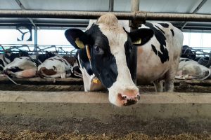 Hygiëne op een melkveebedrijf: waar valt winst te behalen?