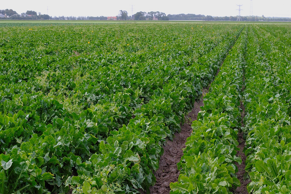 NOODZAAK HERSTEL BODEMBALANS DOOR ONZORGVULDIG MANAGEMENT