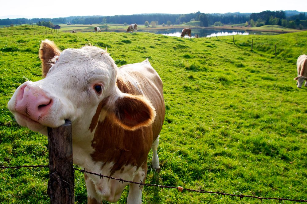 Duitse zuivelsector dekt voor het eerst productiekosten met inkomsten