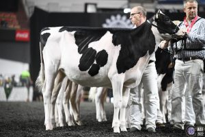 Haniko dochter scoort in Madison