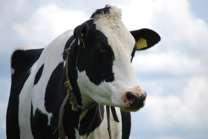 GOED OPFOKMANAGEMENT LEIDT TOT EEN BETER RENDEMENT