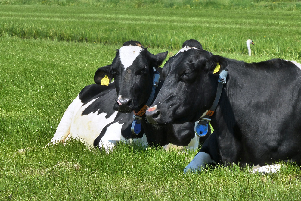 Vermoeide koeien rusten liever dan eten