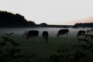 Weidegang in het voorjaar biedt potentie voor reductie methaan