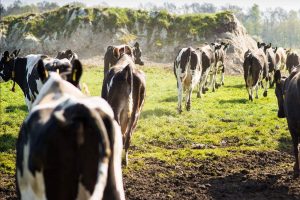 Nieuw Europees initiatief voor optimale beweiding