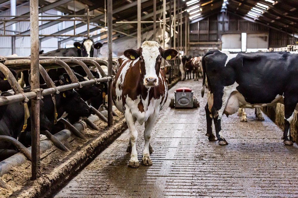 Lely NL - Huite Zonderland Herbaijum - Lely Discovery