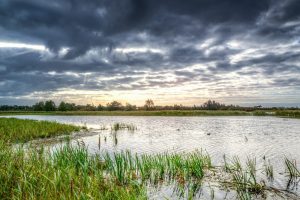 Boerenlandvogels en vernatting van de veenweiden