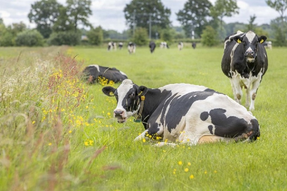 E coli mastitis in de zomer voorkomen, vandaag actie ondernemen