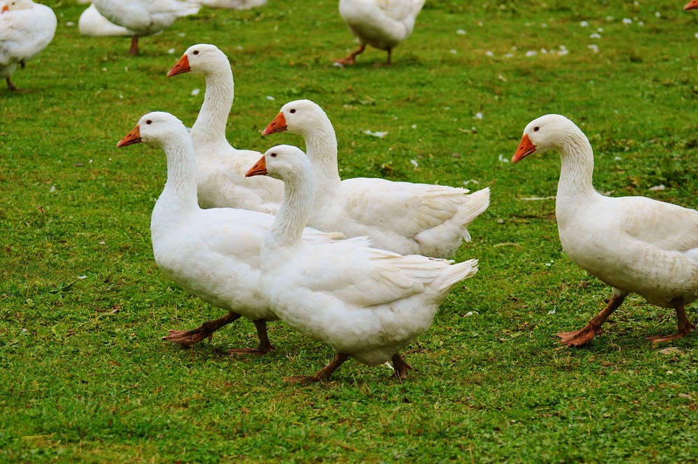 Laat je vergoeding voor ganzenschade niet liggen!