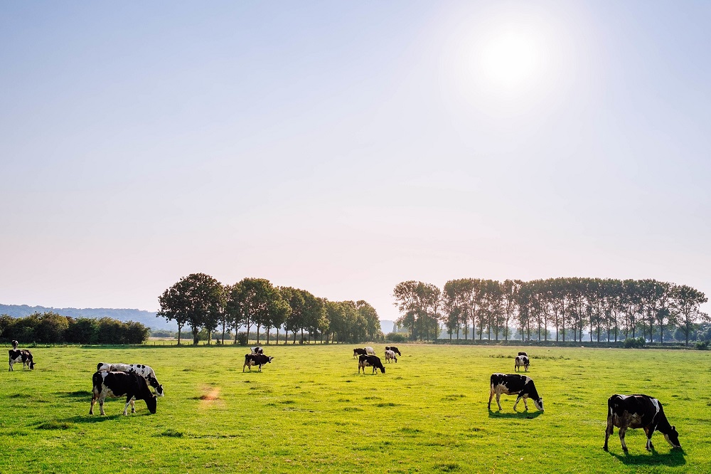 WeideWijs gaat Vlaamse weidegang weer stimuleren