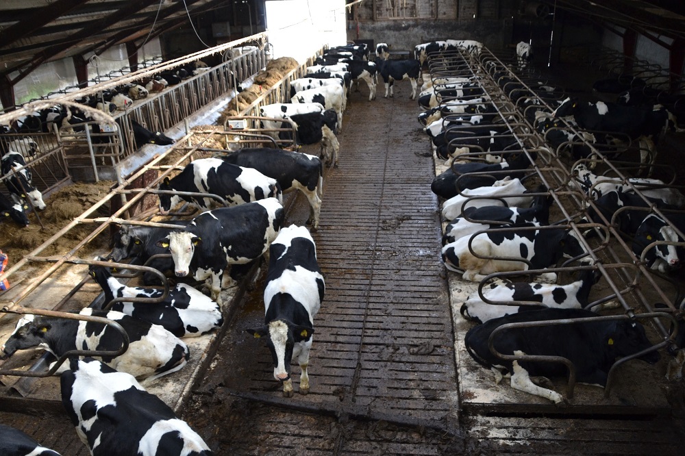 Mest is noodzakelijke schakel binnen kringlooplandbouw