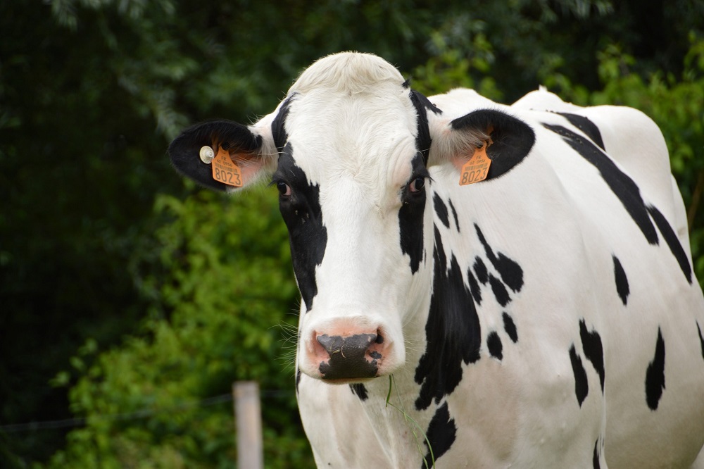 ABAB Melkveemonitor 2022: positief beeld met een keerzijde