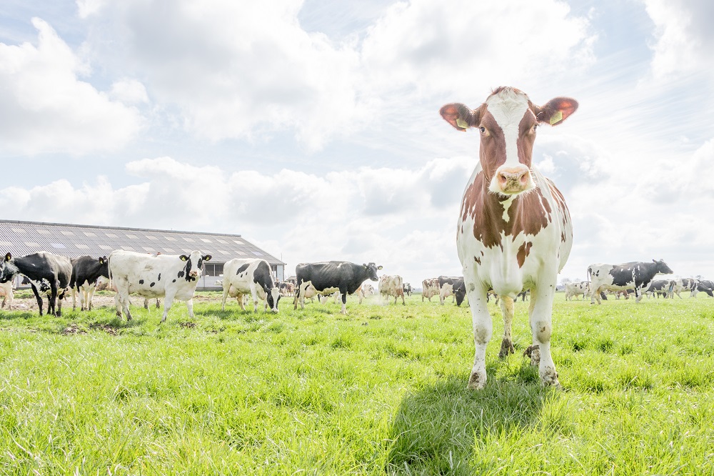 Albert Heijn scherpt Beter voor Natuur & Boer-programma aan