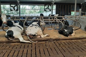 Onderzoek over behandeling zoolzweren en wittelijnaandoeningen