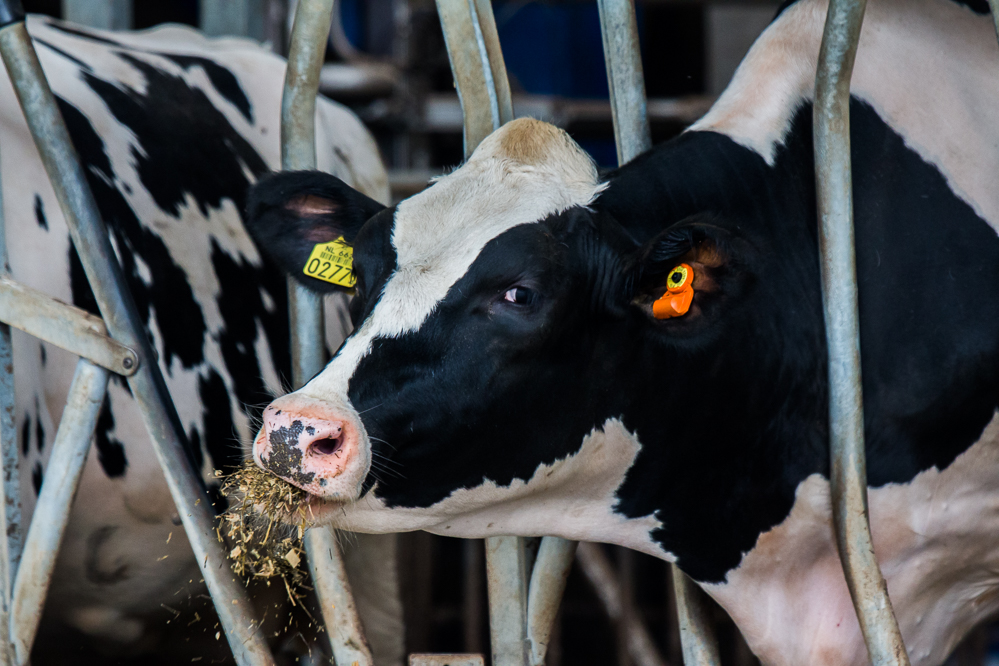 Anderstrup voor vijfde jaar op hoogste gemiddelde melkproductie