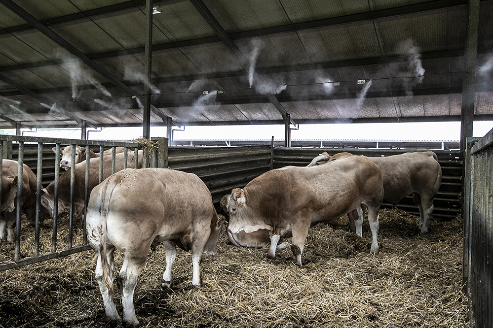 Stalkoelingssysteem-Zijn jouw dieren ook aan verkoeling toe-412696