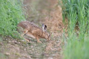 Faunaschade een groeiend probleem