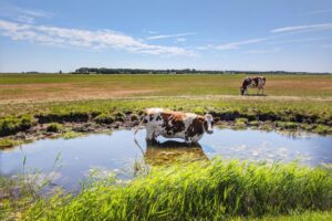 Hittestress bij melkkoeien, meten is weten