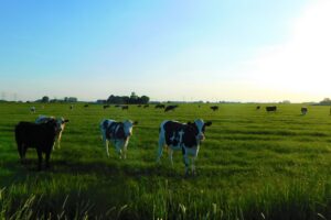 Masterclass 'Perspectief voor de biologische melkveehouderij' - De Weideman: Stuur het jongvee lekker de wei in