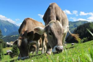 Melkveebedrijf - Hooimelkboeren werken samen aan verduurzaming hooimelk