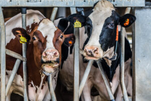 Ammoniakemissie op Koeien & Kansen bedrijven gemiddeld 56 kg NH3 per hectare