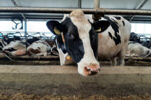 Agrifirm produceert nieuwe generatie pensbestendig eiwit