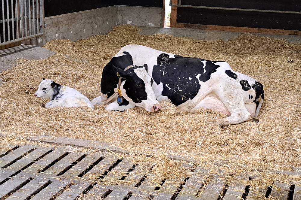 “Subklinische melkziekte onderbelicht probleem”