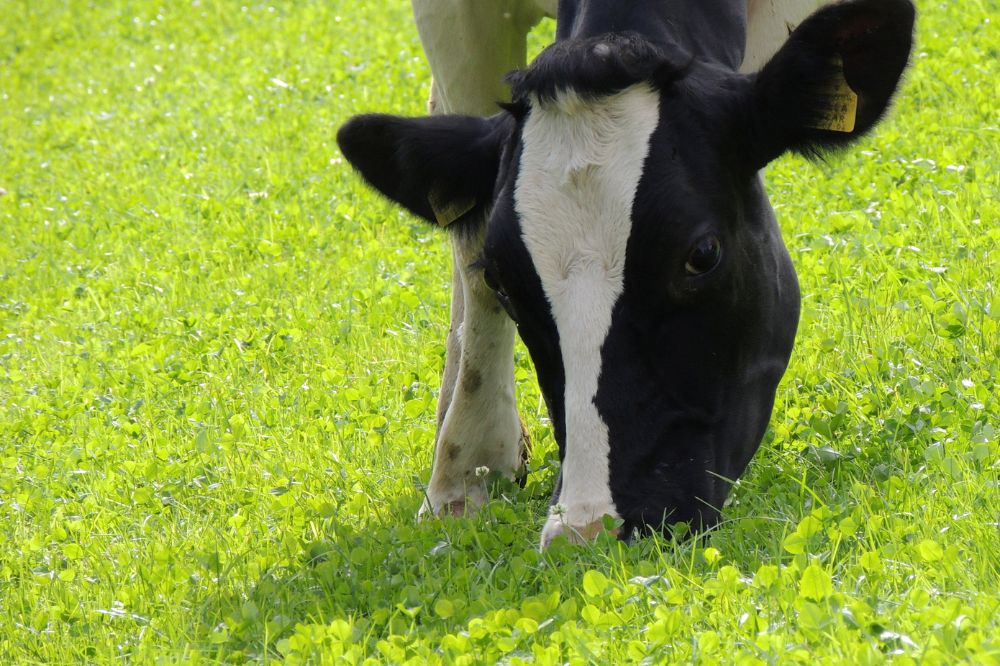 Lager ureum en betere eiwitbenutting in de praktijk