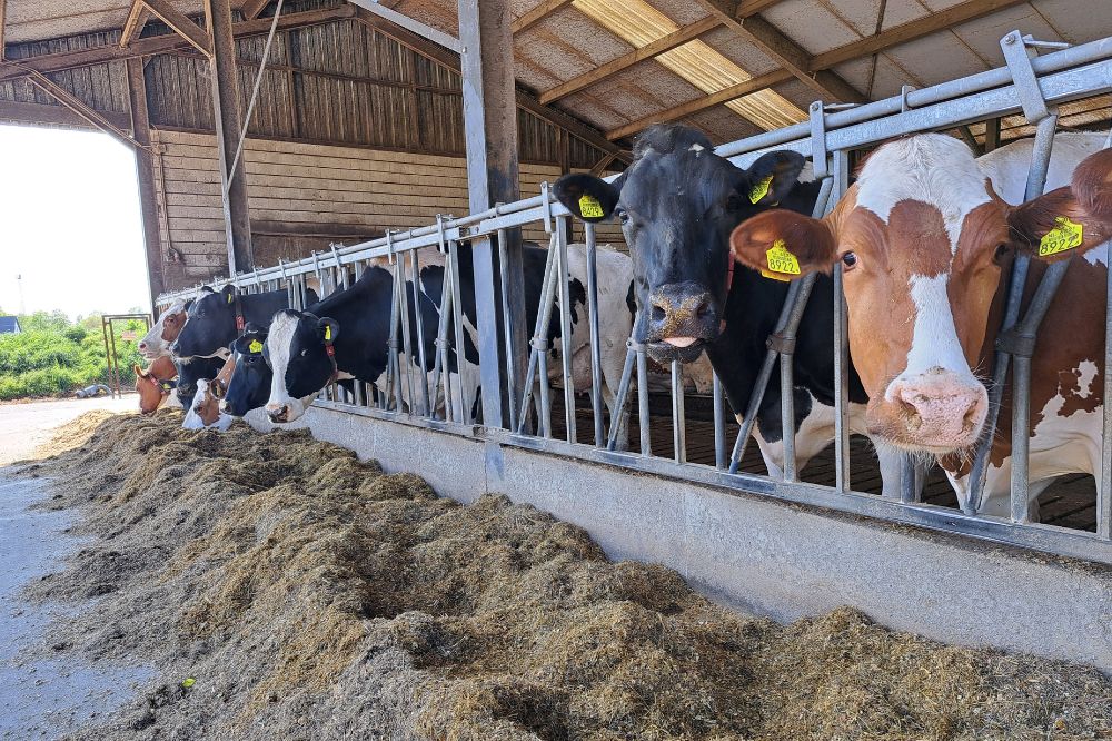 Melkveebedrijf x AHV - Lang geleden dat ik antibiotica heb ingezet tijdens de lactatie