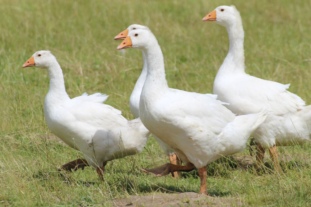 Meld je faunaschade voor een beter schadebeeld en wildbeheer