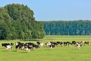 Saldo melkveehouderij in mei gedaald als gevolg van lagere melkprijs