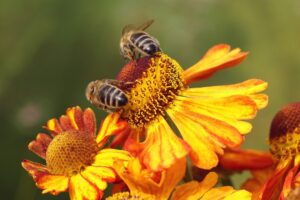 Vijf vragen over: biodiversiteit meten in de akkerbouw