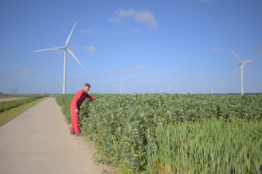 Op weg naar een stabiele veldbonenteelt