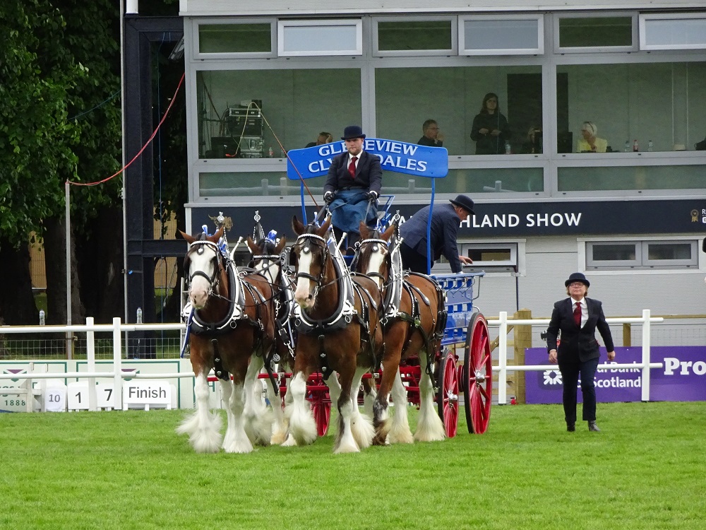 Een vierspan Schotse Clydesdales: enorm grote en zware trekpaarden.