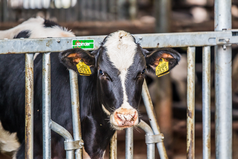 Methaanemissie op koeniveau meten met Greenfeed