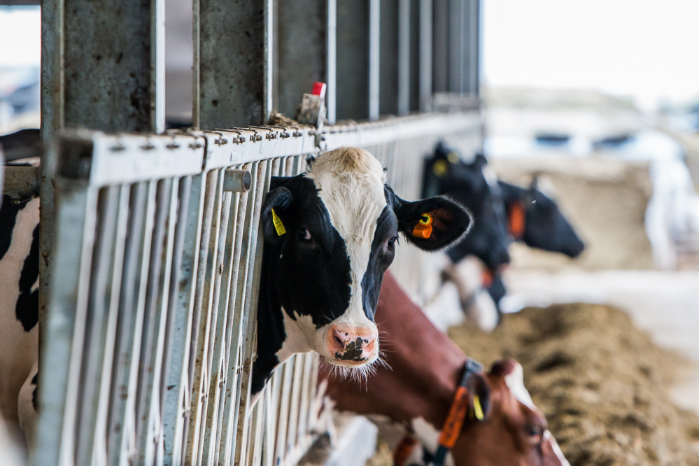 "Arla-boeren ontvangen miljarden voor klimaatinitiatieven en motivatie"