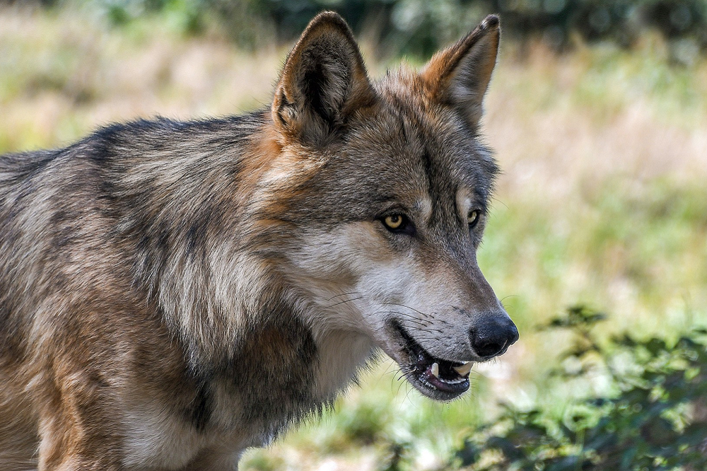 Tijdelijke noodwerende wolvenrasters beschikbaar