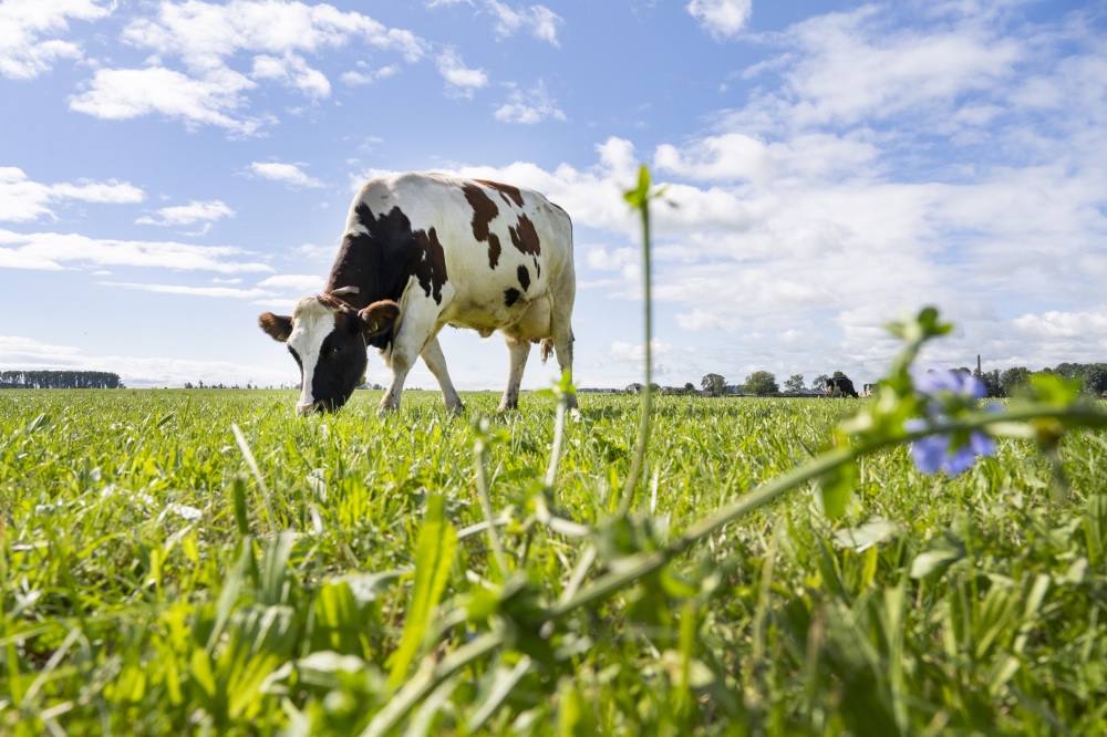 McDonald's en FrieslandCampina bundelen krachten tegen uitstoot broeikasgassen